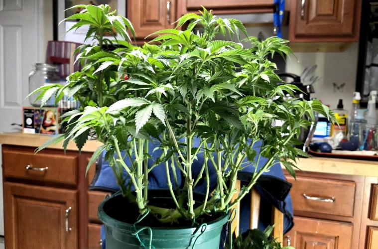 Blue Dream #3 photo period [10/2025]. Week 9 - after trimming