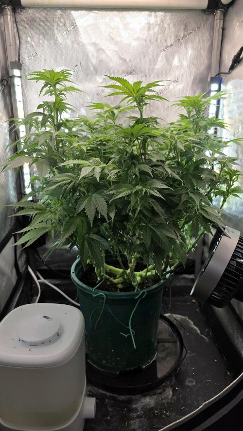 Blue Dream #3 photo period [10/2025]. Week 10 - Pretty bushy girl