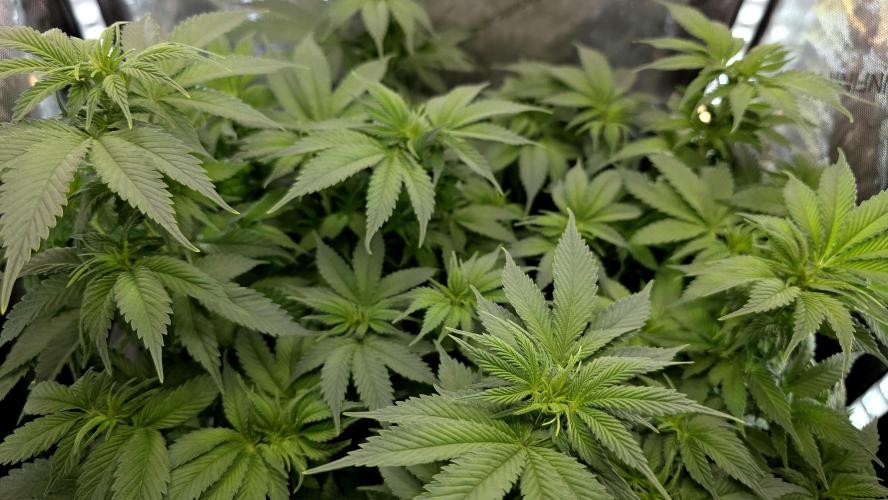 Blue Dream #3 photo period [10/2025]. Week 10