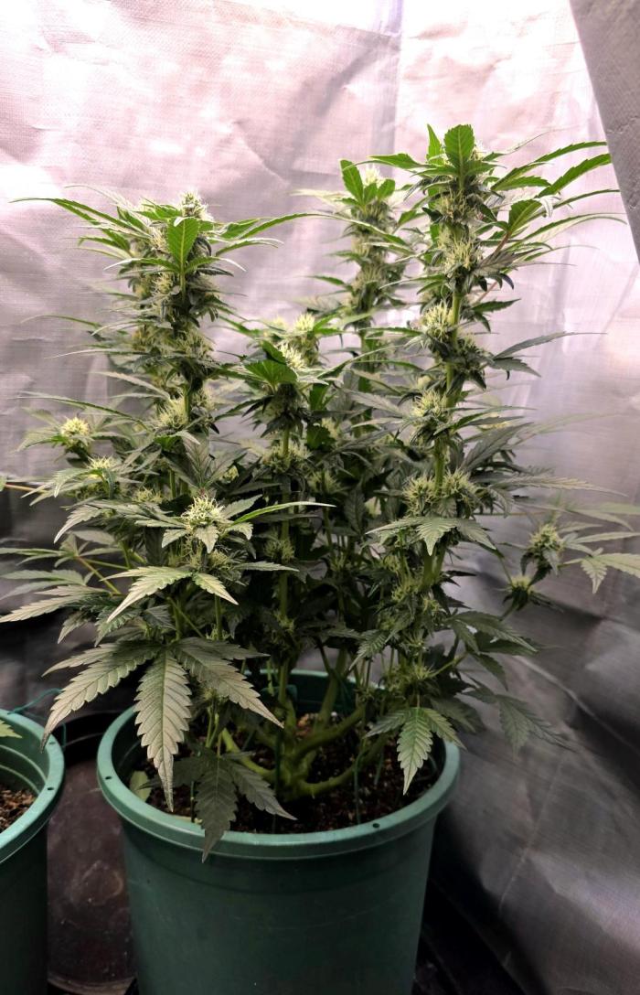 Unknown auto [11/2025] (OG Kush Auto?). Week 8 - phot that is an auto surprise