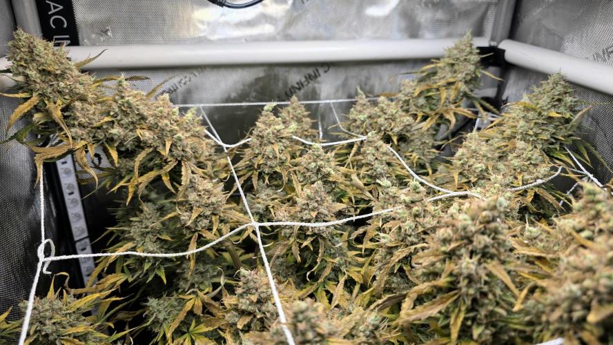 Purple Galaxy Candy Variegated auto. Week 12