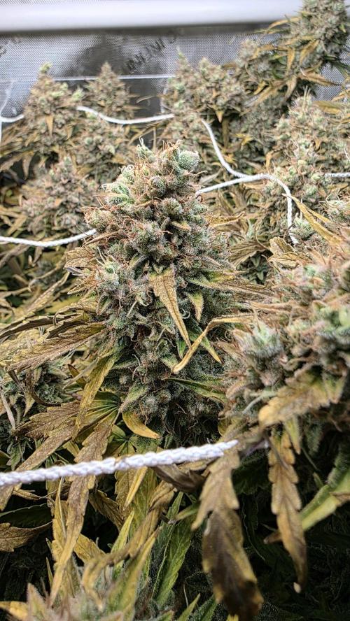 Purple Galaxy Candy Variegated auto. Week 12