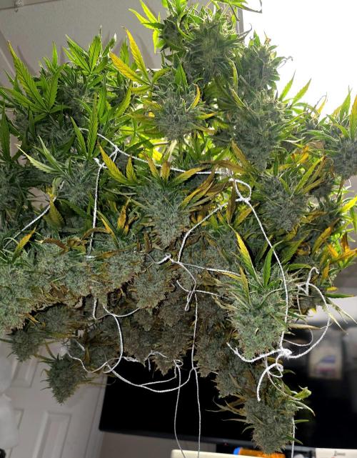 Purple Galaxy Candy Variegated auto. Week 12