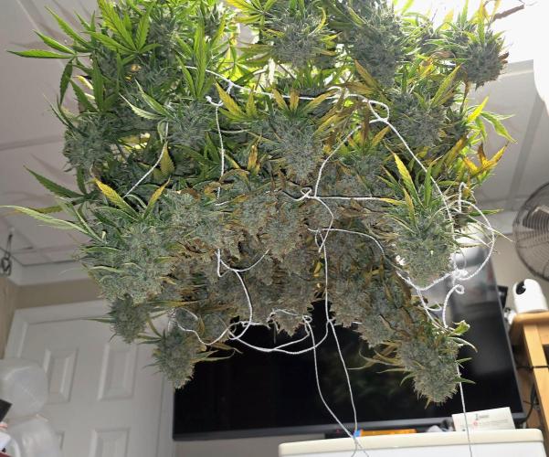 Purple Galaxy Candy Variegated auto. Week 12