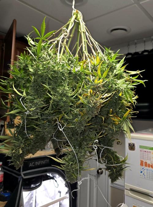 Purple Galaxy Candy Variegated auto. Week 12 - WOW is all I can say. I wish I had more seeds.