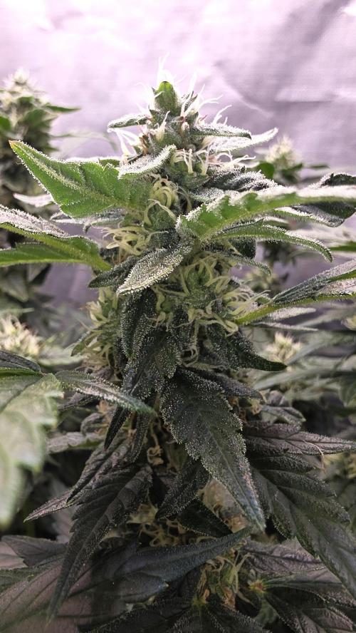 Unknown auto [11/2025] (OG Kush Auto?). Week 9