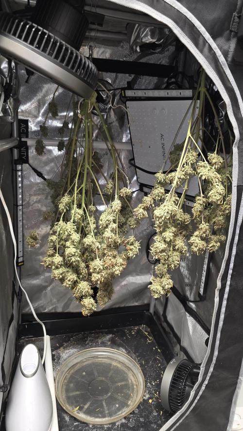 Purple Galaxy Candy Variegated auto. Week 12 - mid sixties
60% humidity