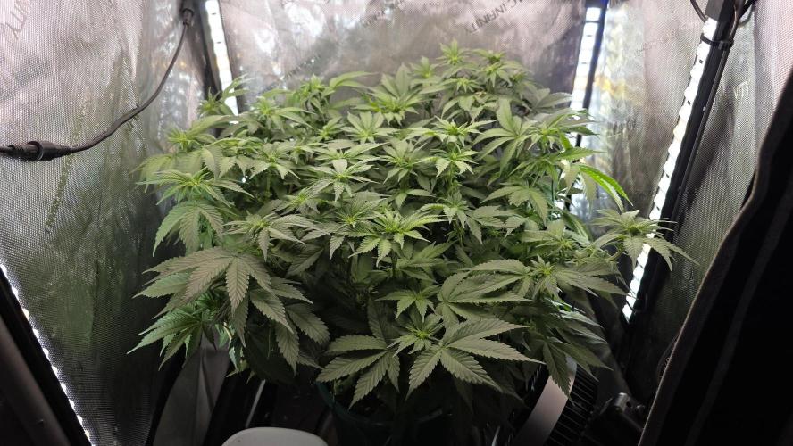 Blue Dream #3 photo period [10/2025]. Week 11