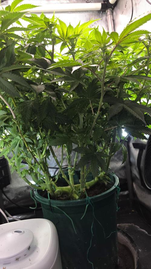 Blue Dream #3 photo period [10/2025]. Week 11