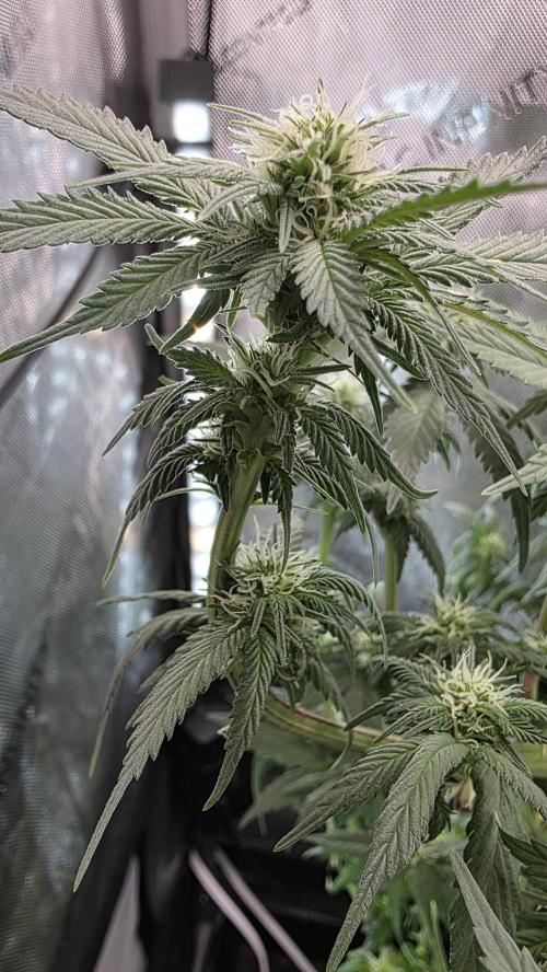 Blue Dream #3 photo period [10/2025]. Week 12