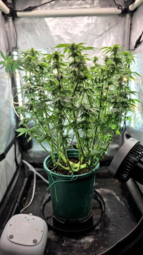 Blue Dream #3 photo period [10/2025]. Week 12