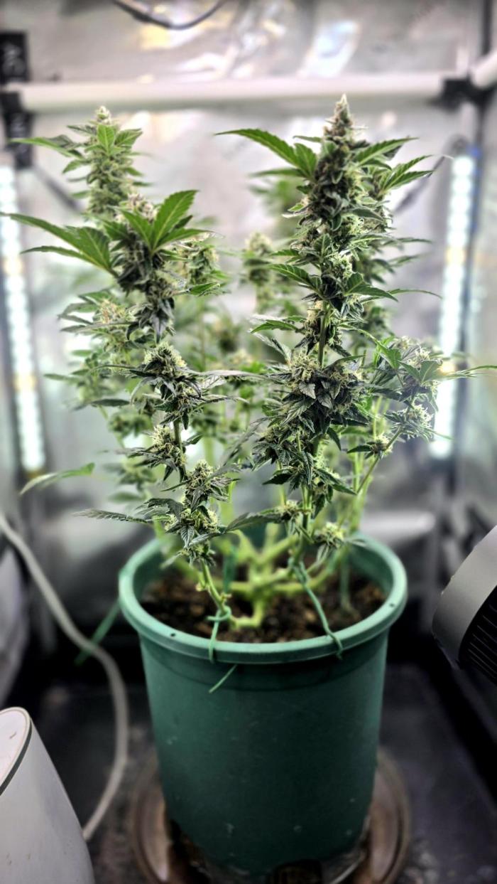 Unknown auto [11/2025] (OG Kush Auto?). Week 10