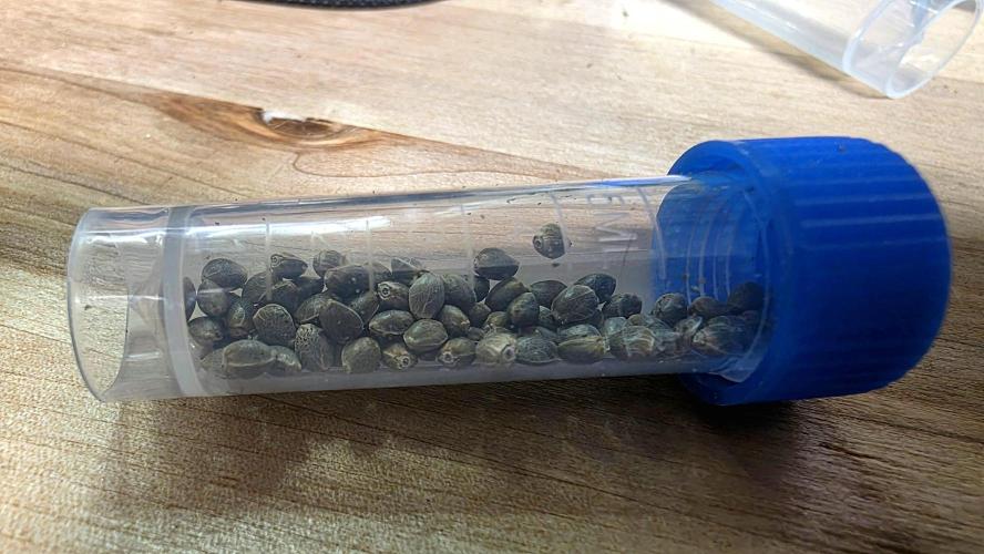 Purple Galaxy Candy Variegated auto. Week 12