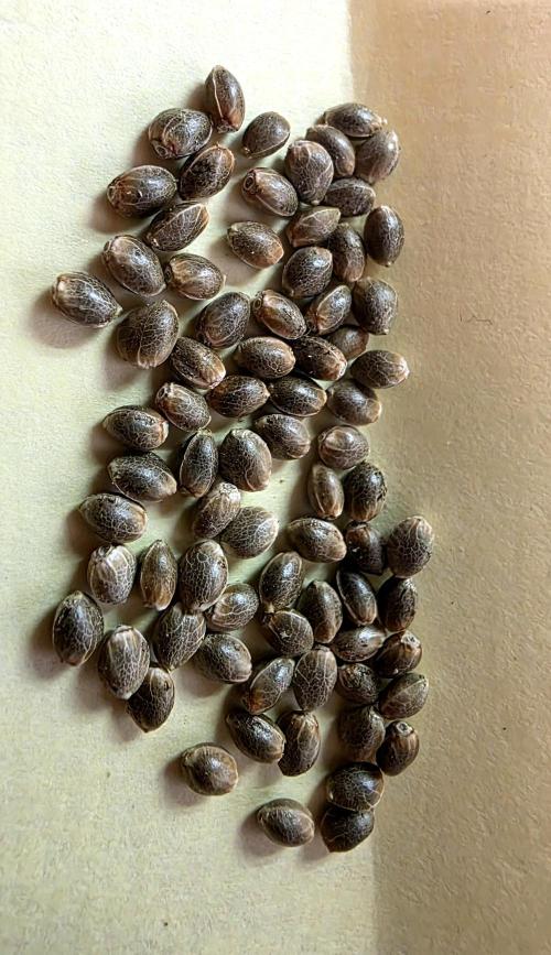 Purple Galaxy Candy Variegated auto. Week 12