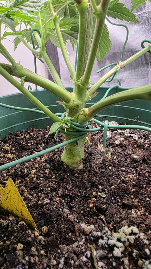Blue Dream #3 Photo - clone start. Week 8 - my soil is too fluffy, so I had to tie the main trunk to the pot