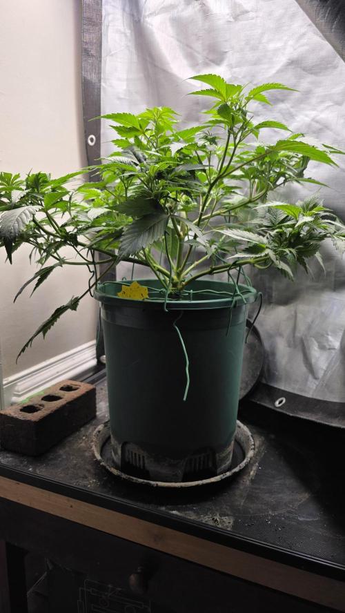 Blue Dream #3 Photo - clone start. Week 8