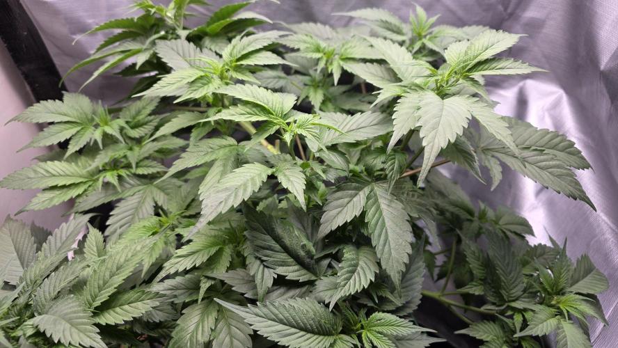 Blue Dream #3 Photo - clone start. Week 8 - It is a bush