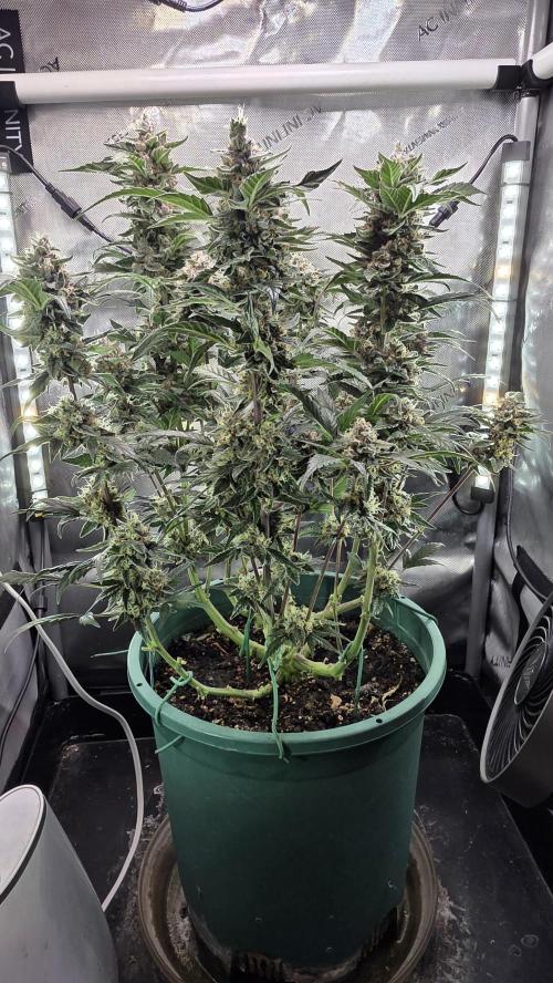 Unknown auto [11/2025] (OG Kush Auto?). Week 11