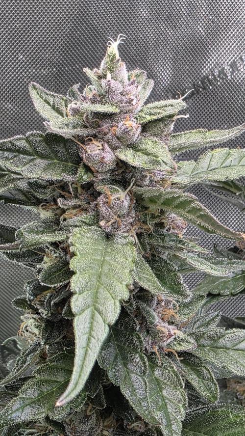 Unknown auto [11/2025] (OG Kush Auto?). Week 11