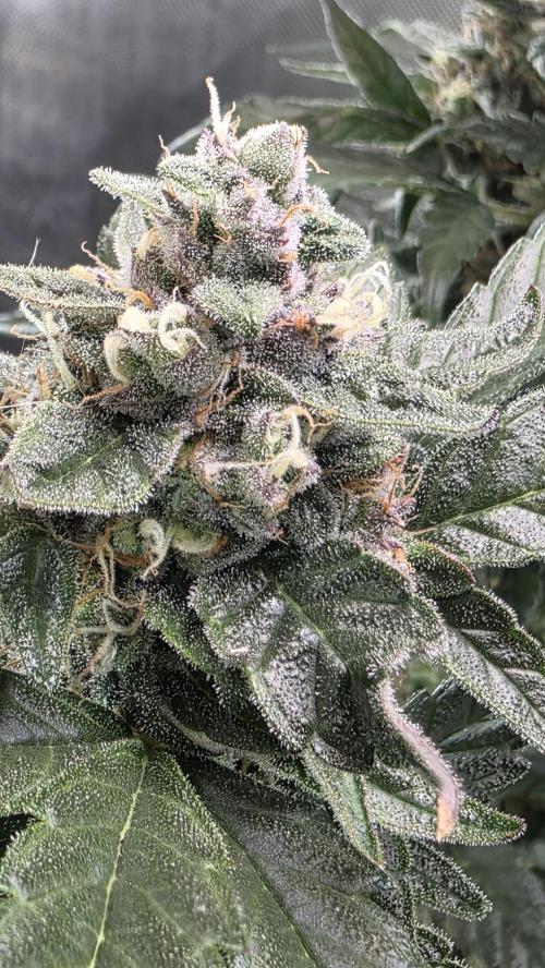 Unknown auto [11/2025] (OG Kush Auto?). Week 11