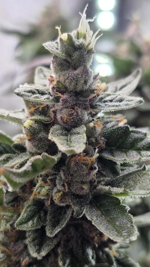 Unknown auto [11/2025] (OG Kush Auto?). Week 11