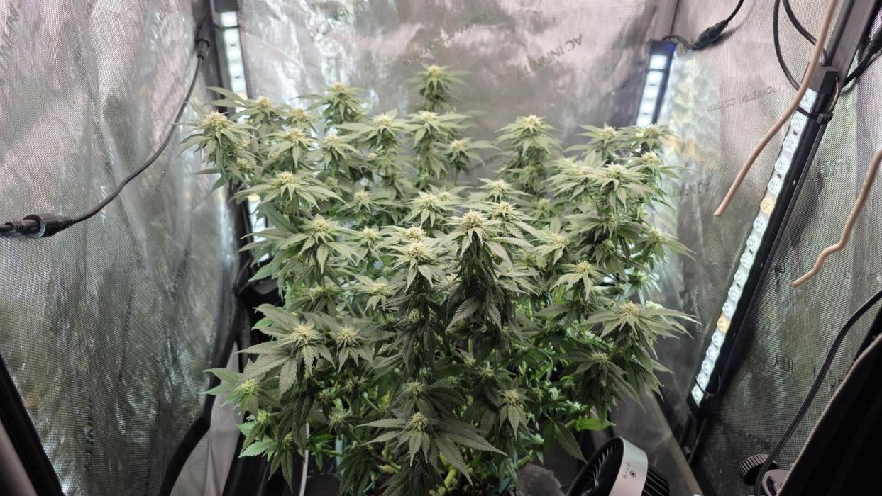 Blue Dream #3 photo period [10/2025]. Week 13