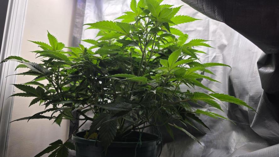 Blue Dream #3 Photo - clone start. Week 9