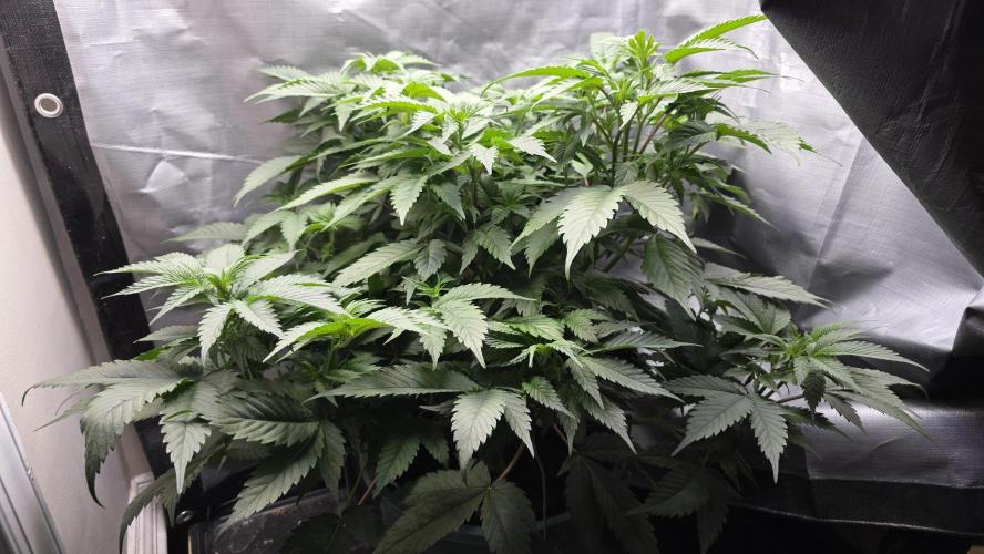 Blue Dream #3 Photo - clone start. Week 9