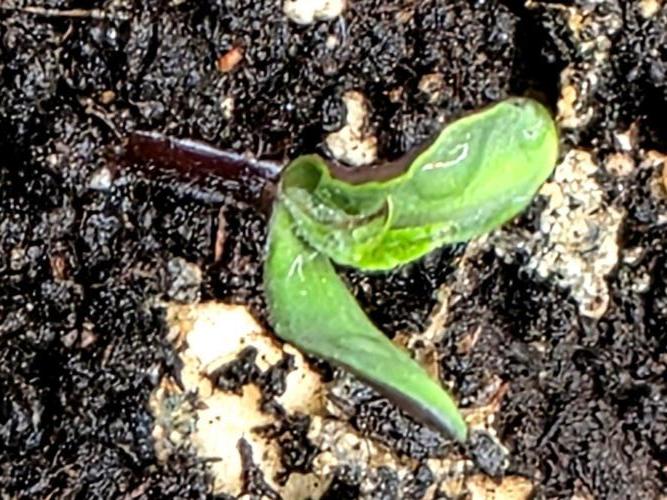 Lemon Drop photo period. Week 0 - 11/05/25
removed the shell hat