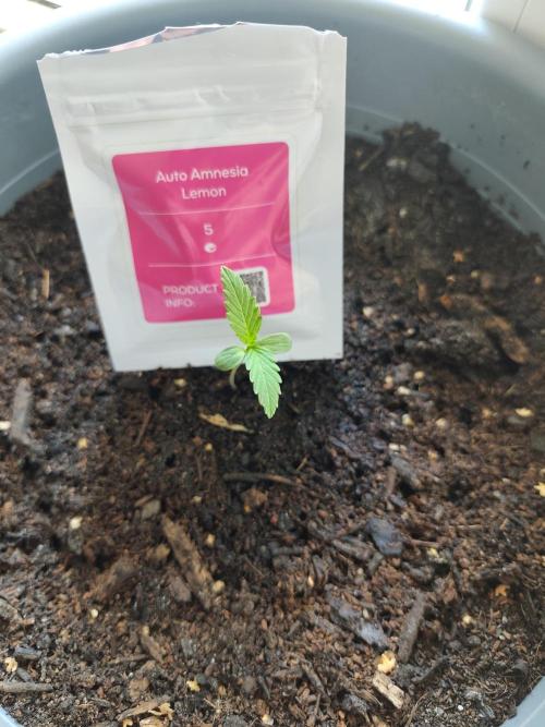 Amnesia Lemon Auto. Week 0