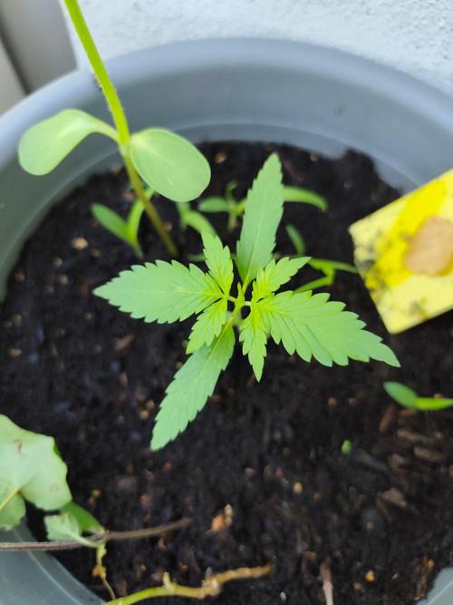 Amnesia Lemon Auto. Week 2