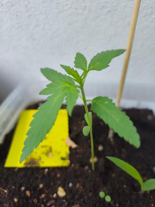 Amnesia Lemon Auto. Week 2