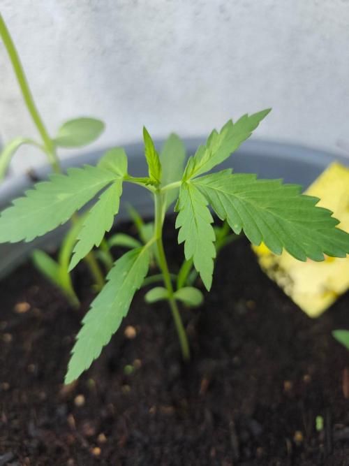 Amnesia Lemon Auto. Week 2