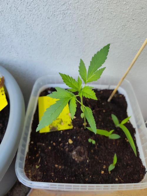 Amnesia Lemon Auto. Week 2