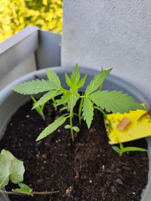 Amnesia Lemon Auto. Week 2
