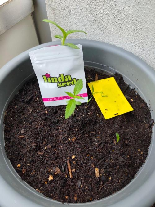 Amnesia Lemon Auto. Week 1