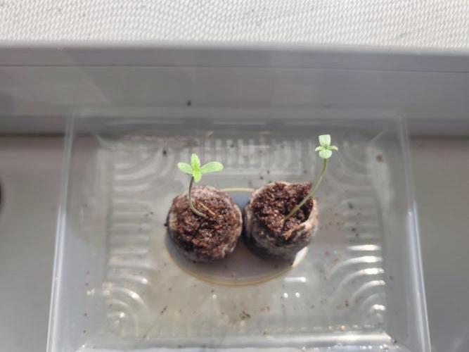 Amnesia Lemon Auto. Week 0