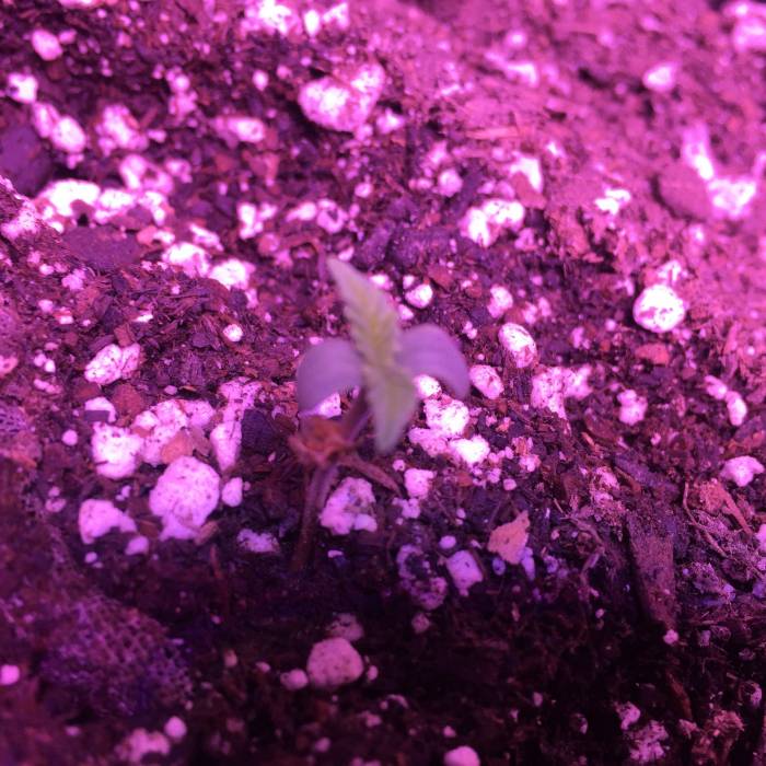 First Indoor grow - Blueberry Kush. Week 1