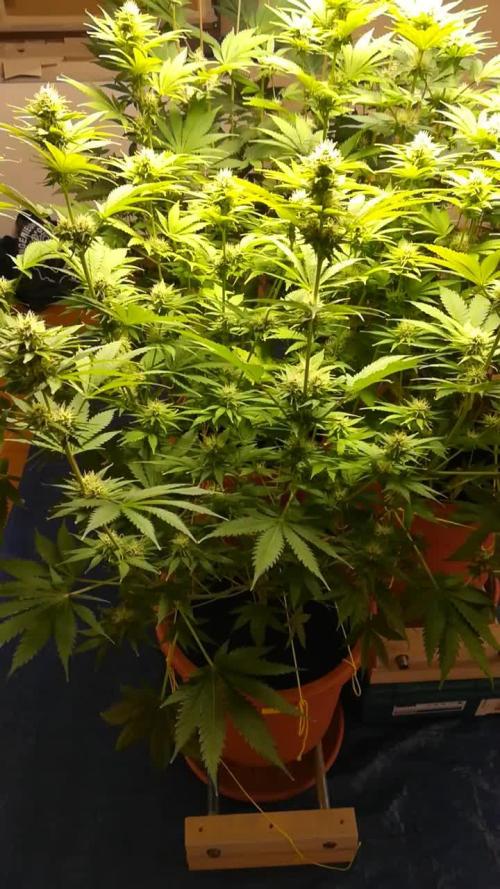 Δ Fast Buds