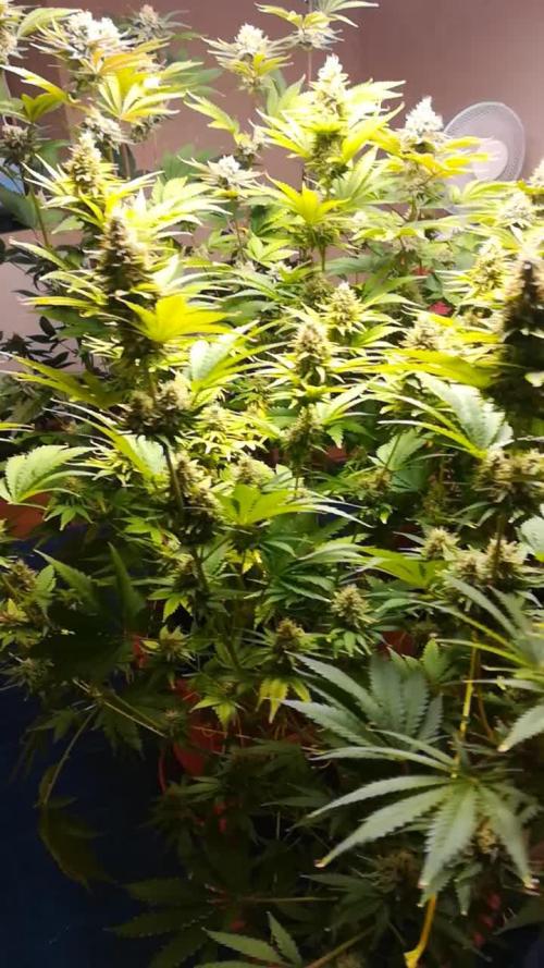 Δ Fast Buds
