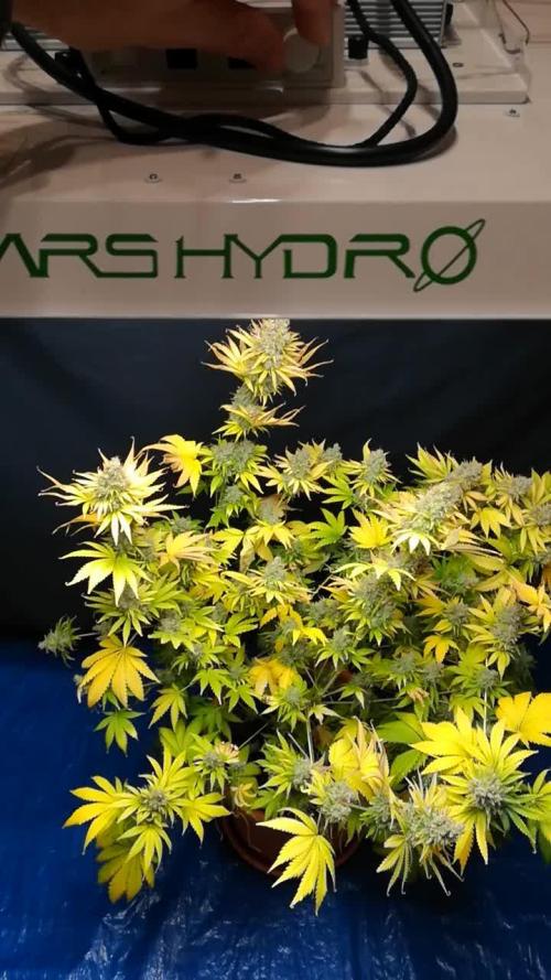 Δ Fast Buds