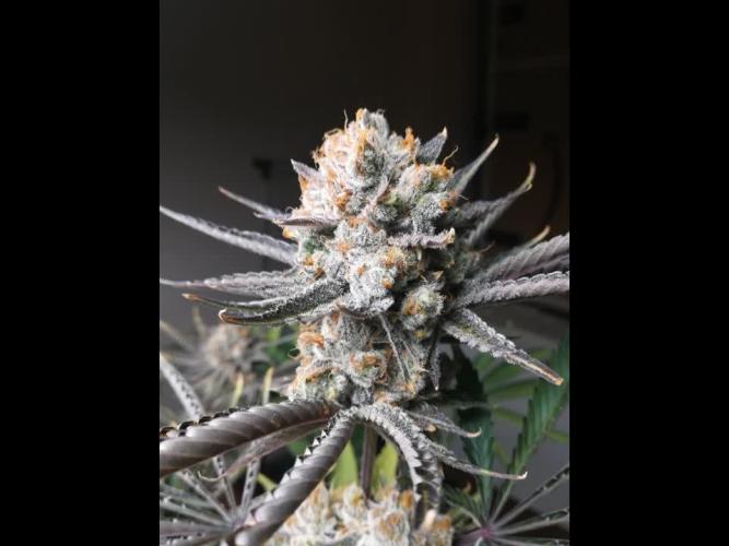 Δ Fast Buds