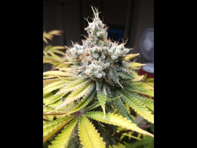 Δ Fast Buds