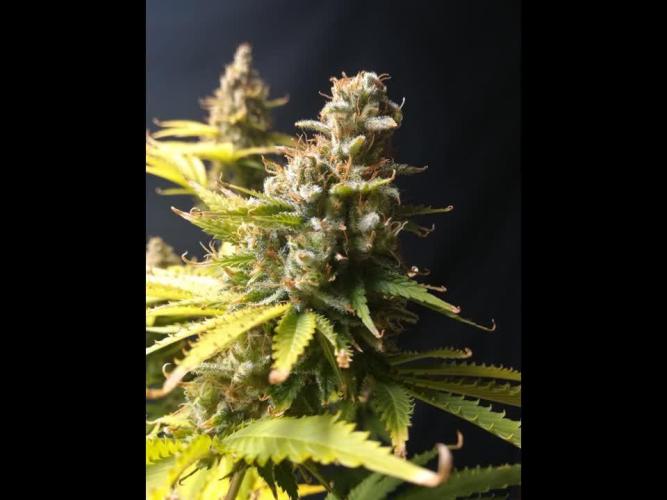 Δ Fast Buds