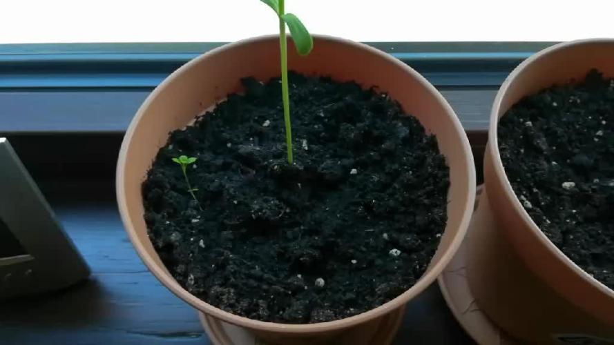 4 Plants, 1 Window