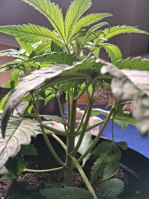 Δ Fast Buds Auto. Week 4 - D31 - Lemon Cherry Cookies