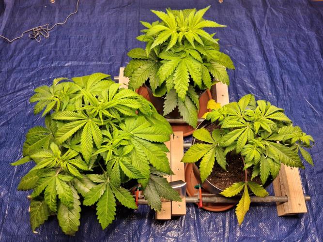 Δ Fast Buds Auto. Week 5 - Day 32