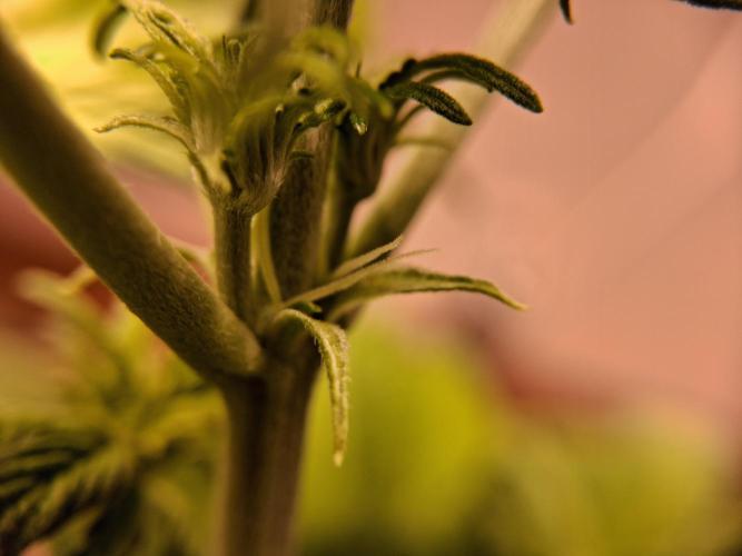 Δ Fast Buds Auto. Week 5 - D34 - Lemon Cherry Cookies - First pistils