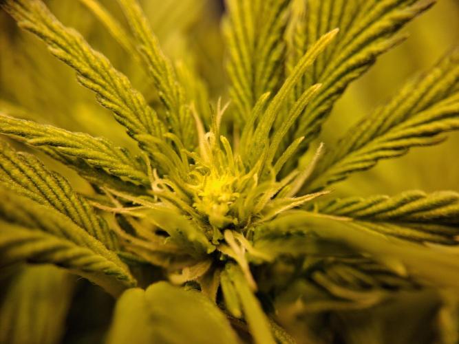 Δ Fast Buds Auto. Week 5 - D35 - Guava - First flowers