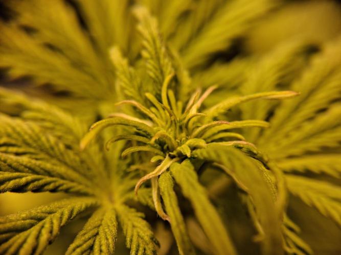 Δ Fast Buds Auto. Week 5 - D35 - Lemon Cherry Cookies - First flowers